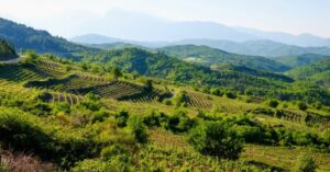 Albanie : la redécouverte des plus vieilles vignes du monde