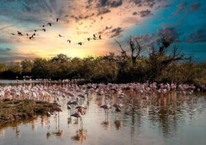 Pourquoi la Camargue est elle une région si particulière ?